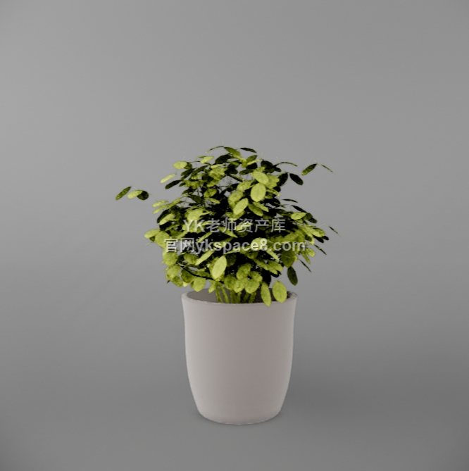 YK桌面绿植 (15)