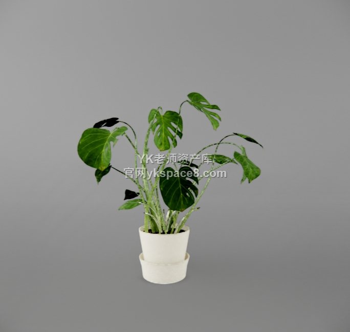 YK桌面绿植 (18)