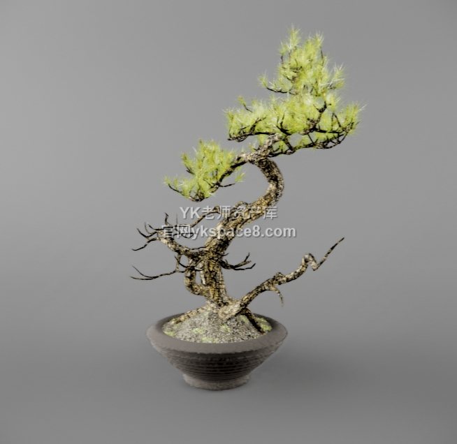 YK盆景 (18)