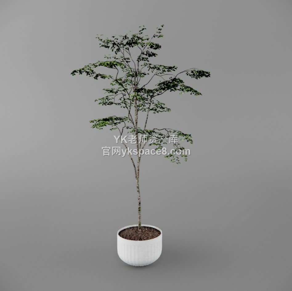 YK盆栽 (14)
