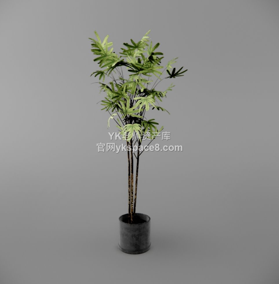 YK盆栽 (15)